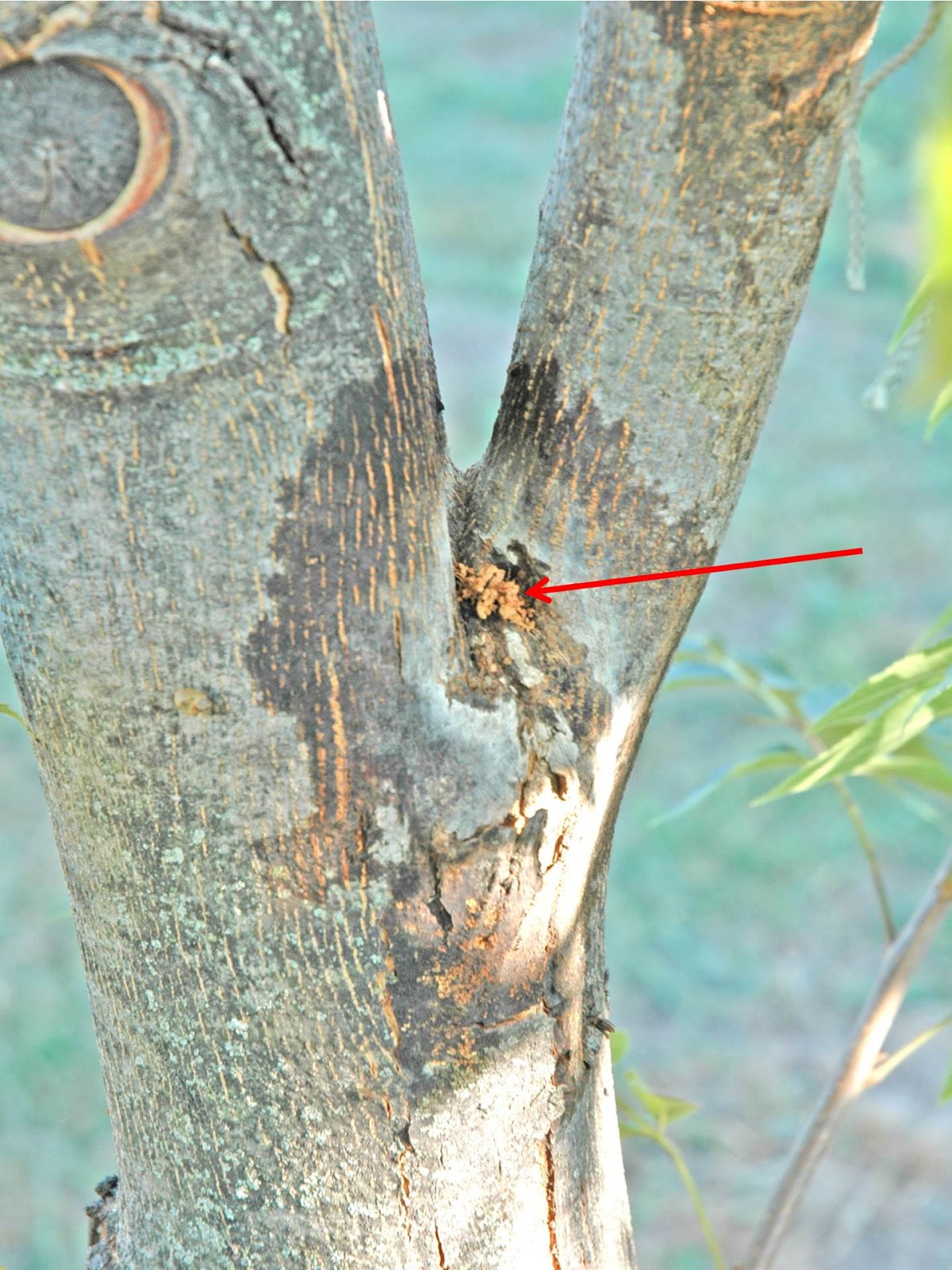 Northern Pecans Flat headed apple tree borers make a mess.