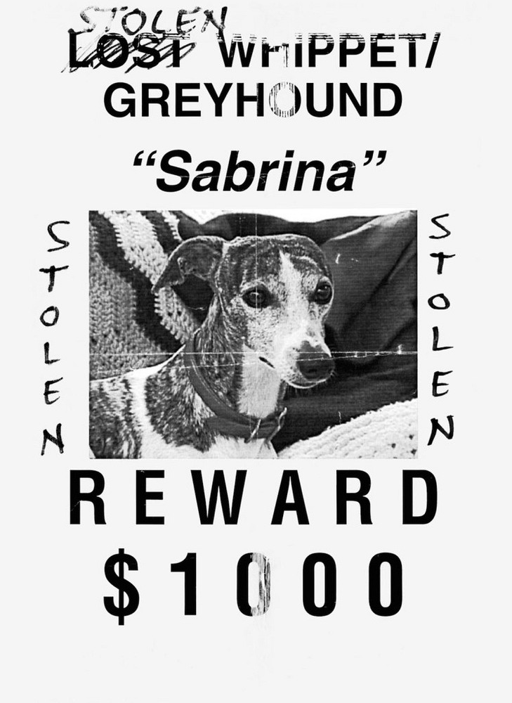 the wonderful art of missing pet posters amusing planet missing pet poster