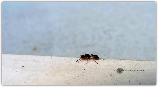 Foto de la semana: hormiga
