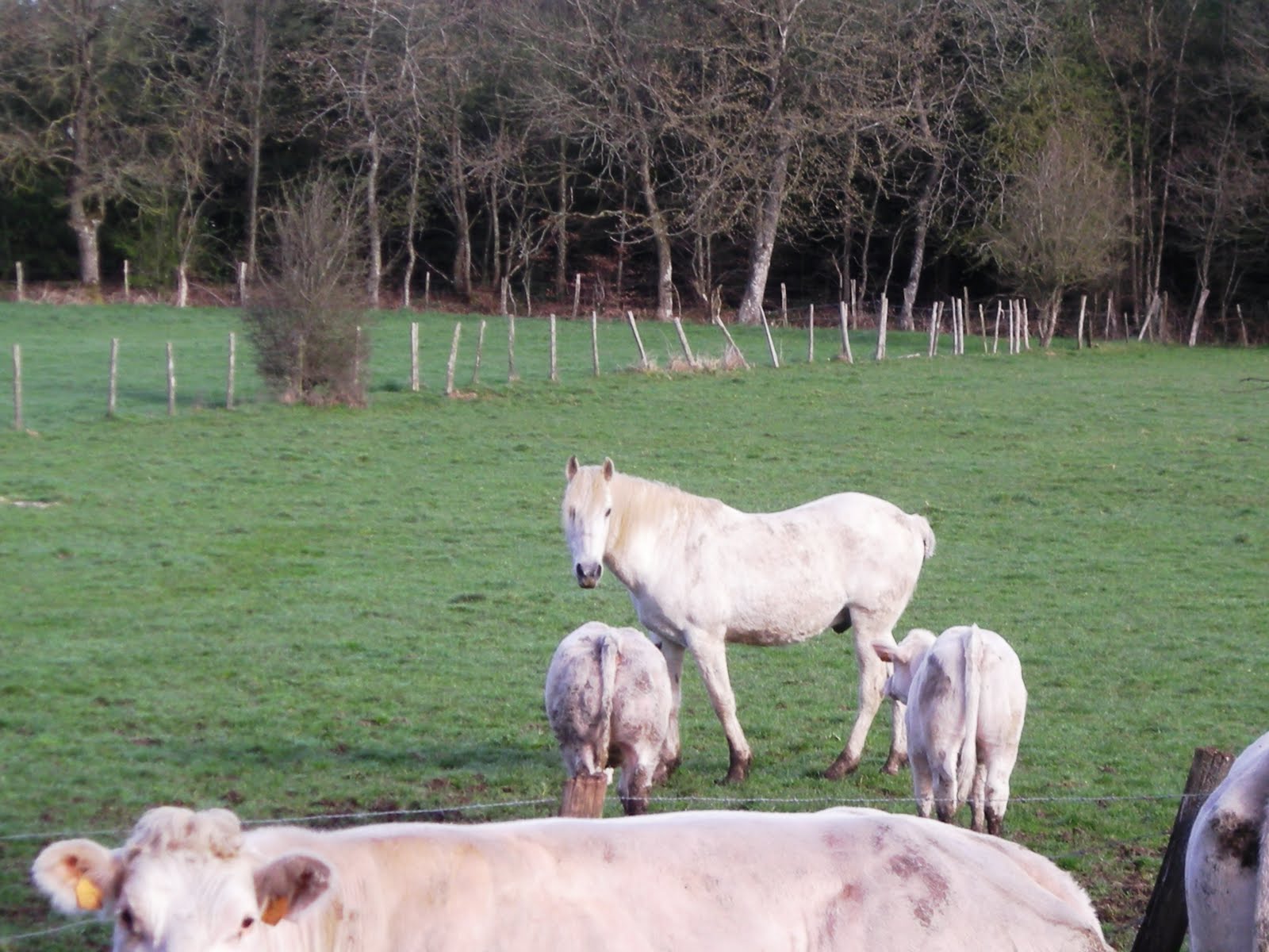 Maaike in Frankrijk: Er staat een paard in de gang.....