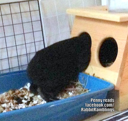 Long Island Rabbit Rescue Facebook Long Island Rabbit Rescue Facebook