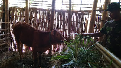 SATGAS TMMD TAK SEKEDAR NUMPANG TIDUR, INI BUKTINYA SATGAS TMMD TAK SEKEDAR NUMPANG TIDUR, INI BUKTINYA