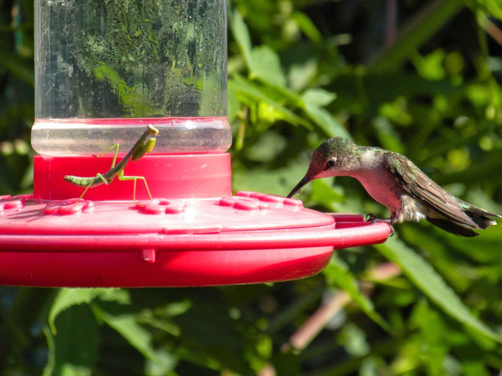 Panoply Unsuspecting Hummingbird's Predator