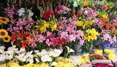 buy fragrant plants online in delhi