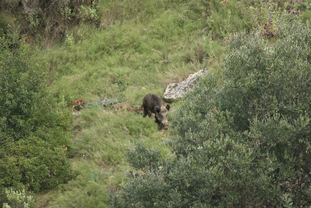 Sierra de Carrascoy JABALIES. WILD BOARS