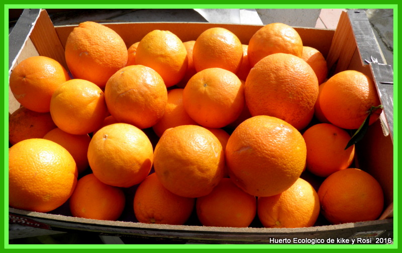 NARANJAS DE MI HUERTO