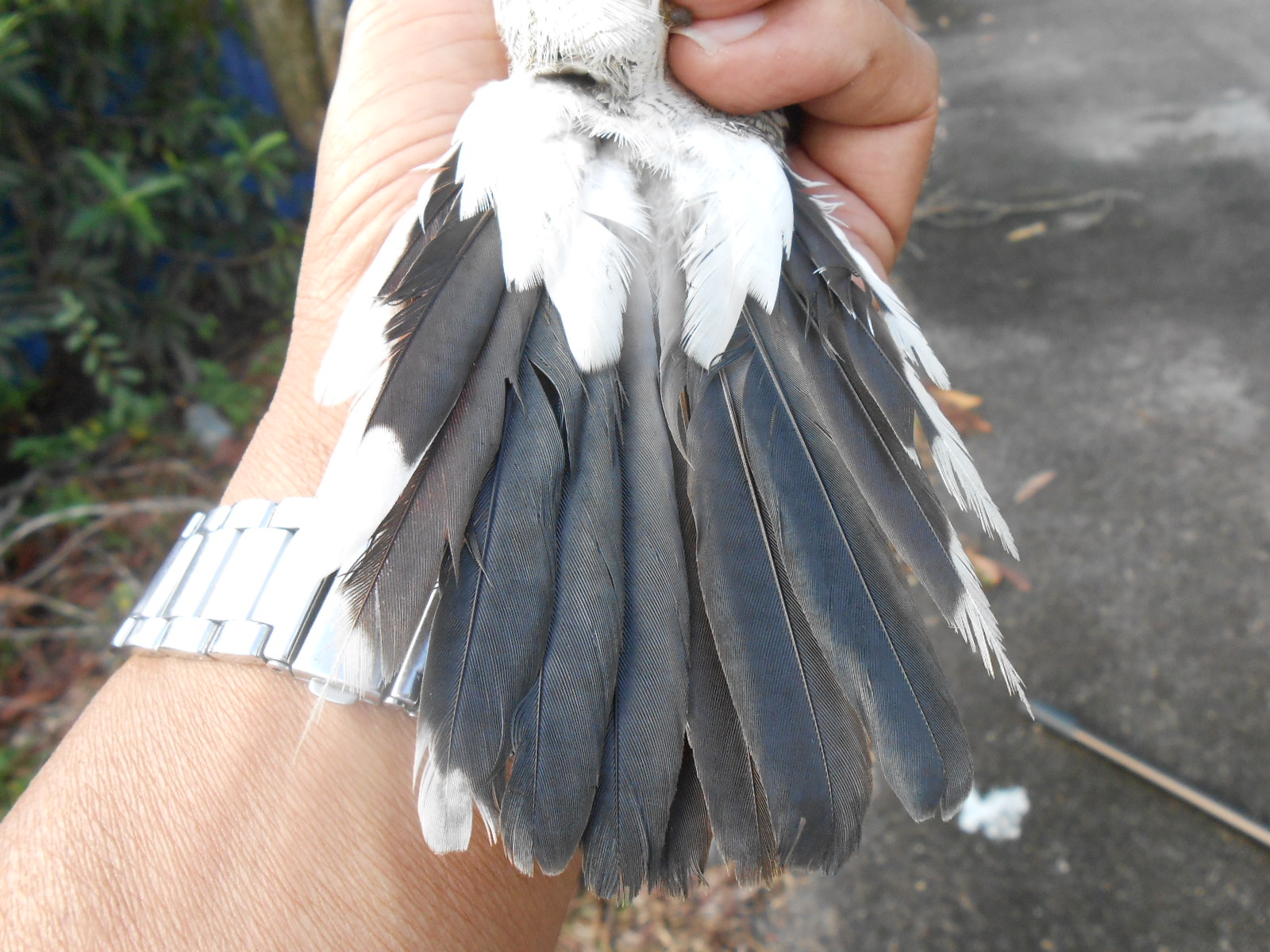 Merbuk N Tekukur Waktu Solat Dot Net