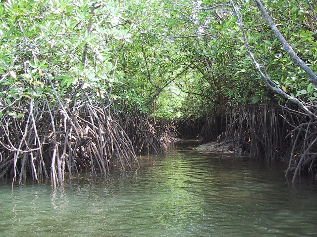 Mengamati Kunang-Kunang di Hutan Mangrove Sungai Sebong Bintan ~ Tempat