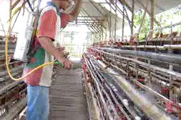 Virus Flu Burung Serang Dua Kecamatan di Bojonegoro 