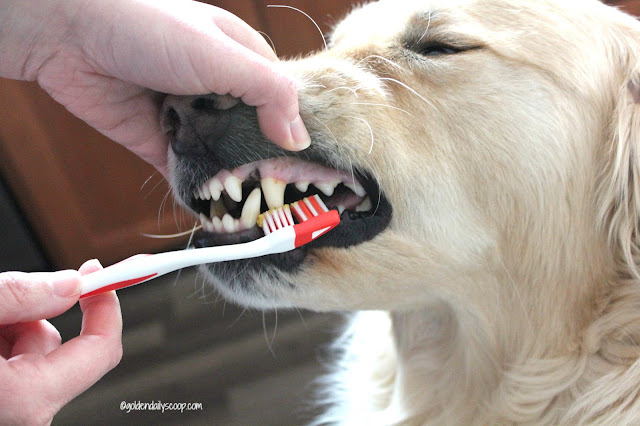 golden retriever dog getting their teeth brushed