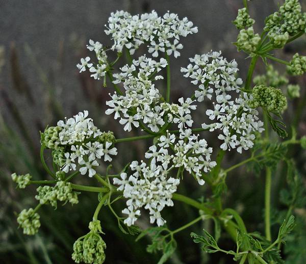 Conium maculatum Conium maculatum