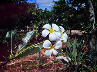 White Fresh Frangipani Flowers Flower In The Beach Garden Pemuteran North Bali