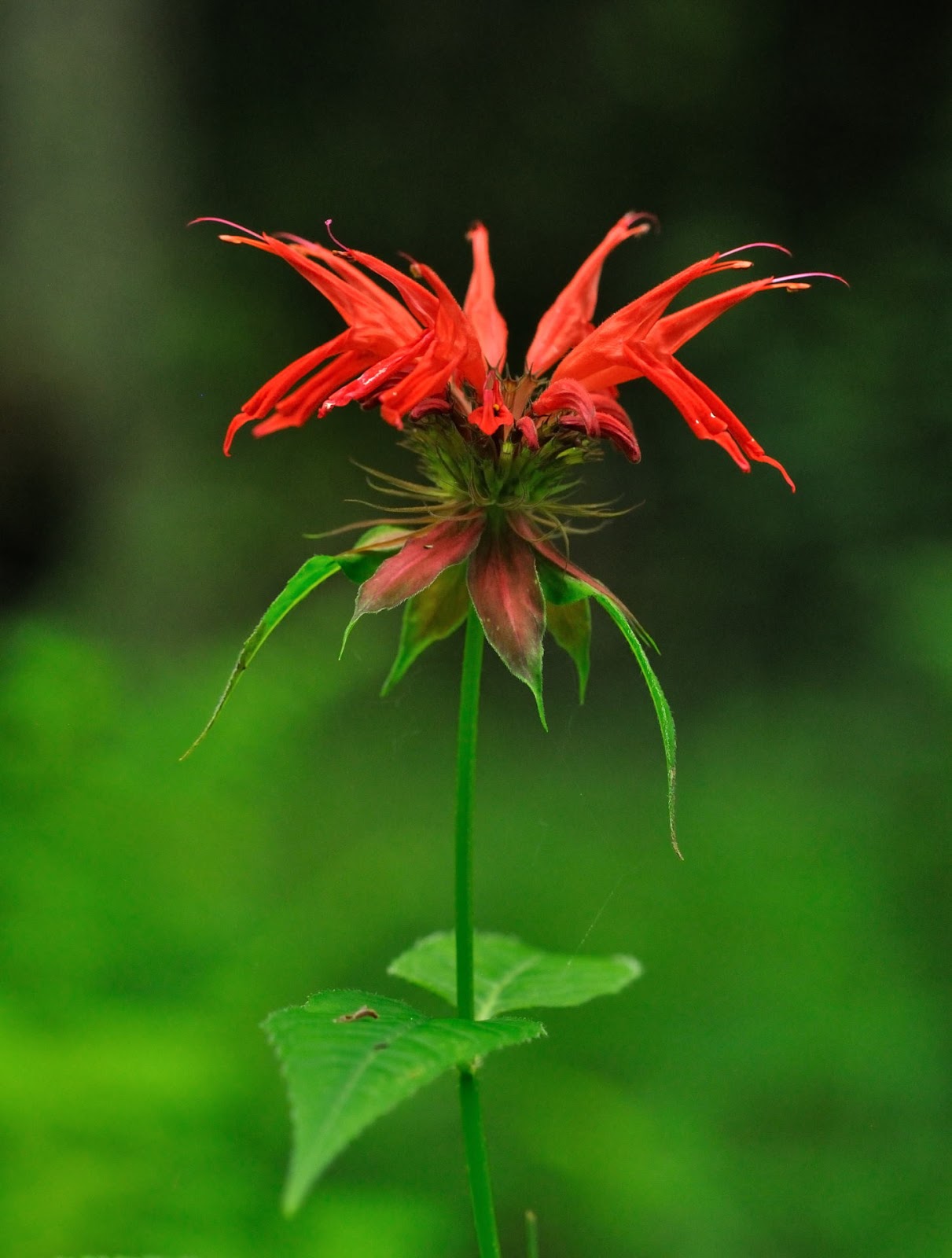 Discover West Virginia Flower Power on Charles Creek Trail Cranberry