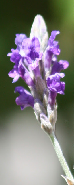 lavender blossom detail, photograph by L for www.linenlavenderlife.com
