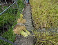 Batad Rice Stalk Harvest