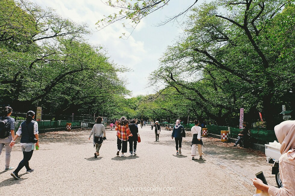 ueno park in spring