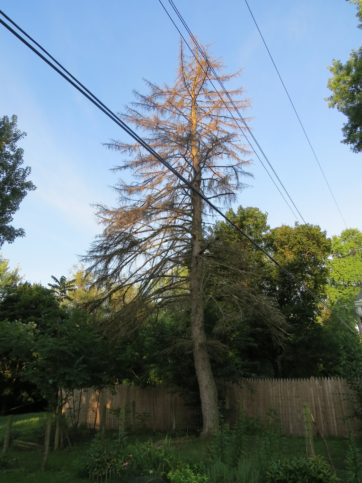 Lensing and Shuttering Dead Spruce Removal Operation by Durdel and Sons