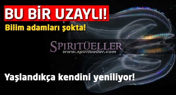 bilim_adamlari_sokta_olumsuz_deniz_uzaylisi_h63057.jpg