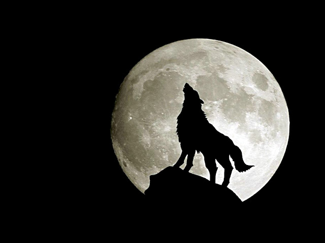 Wolf HD - Wallpapers | Earth Blog