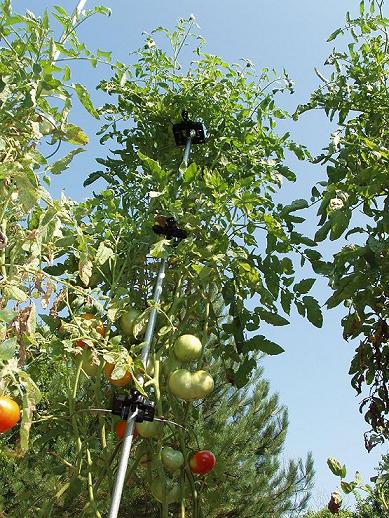 Tomato Ring