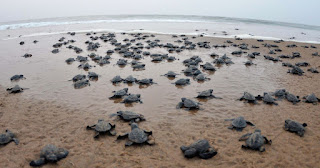 Bahuda Rookery: Another Olive Ridley Nesting Site in Odisha