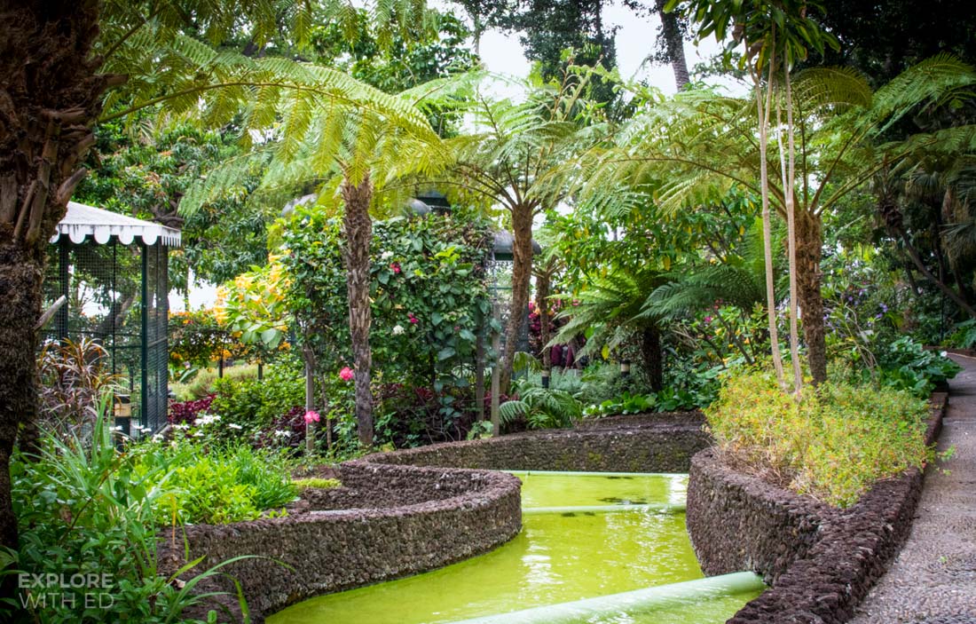 Tropical plants in Funchal Madeira