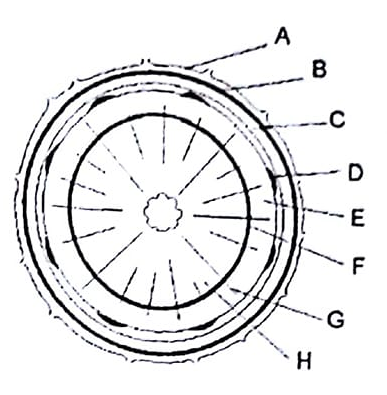Prediksi Soal Ogn Ipa Smp Tahun 2019 Guru Berto