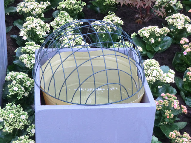 wire basket over large planter in flower display, Belgium