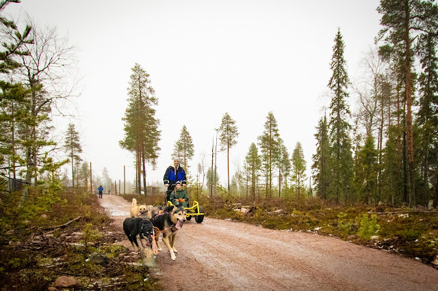 Bearhill husky-Slitta trainata dai cani-Rovaniemi