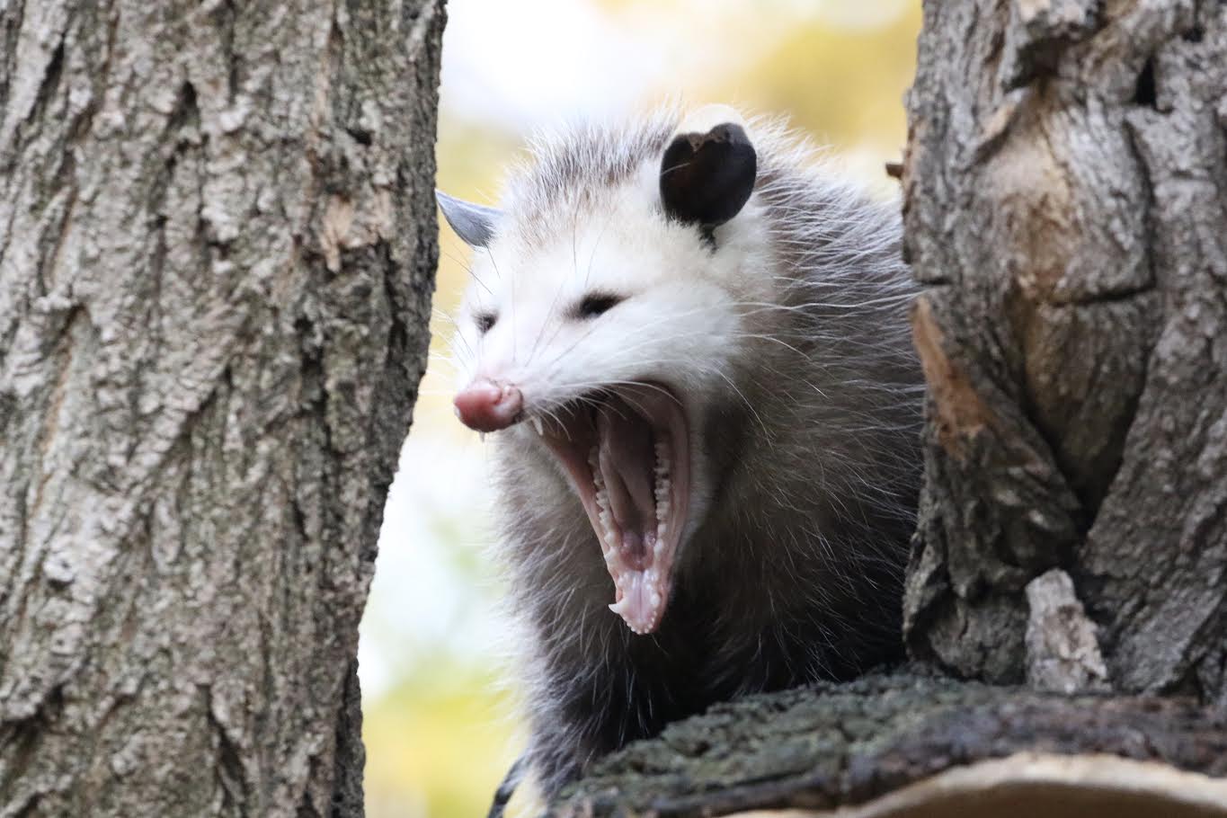 EV Grieve Opossum drama in Tompkins Square Park