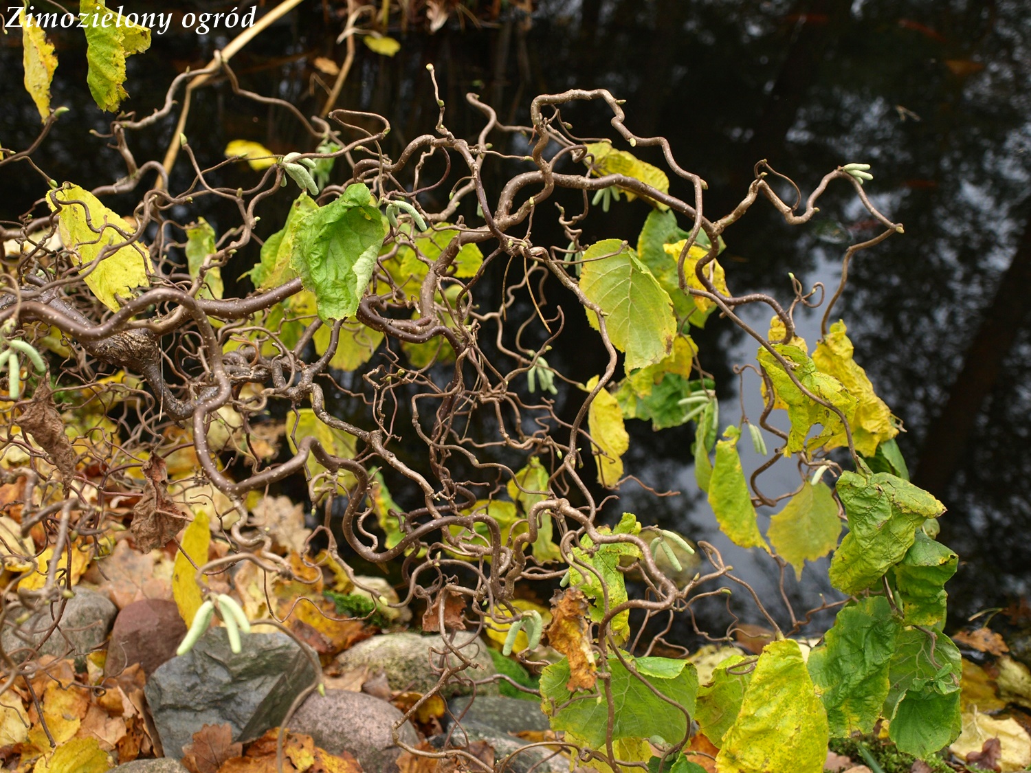 Buszujac W Ogrodzie 2017