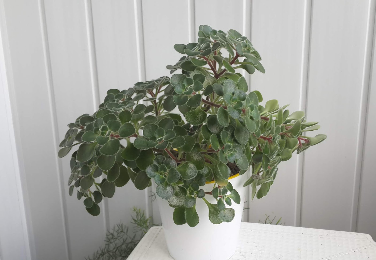 аихризон извилистый. цветок дерево любви аихризон. аихризон дерево любви. фикус аихризон. аихризон.