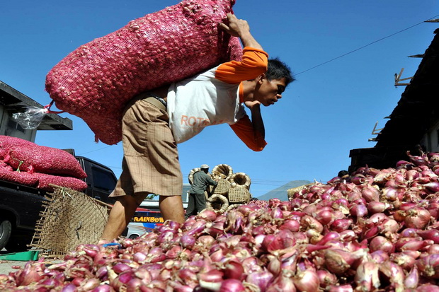 Petani Siap Aksi Turun Kejalan, Jika Pemerintah Impor Bawang Merah Bawang Merah