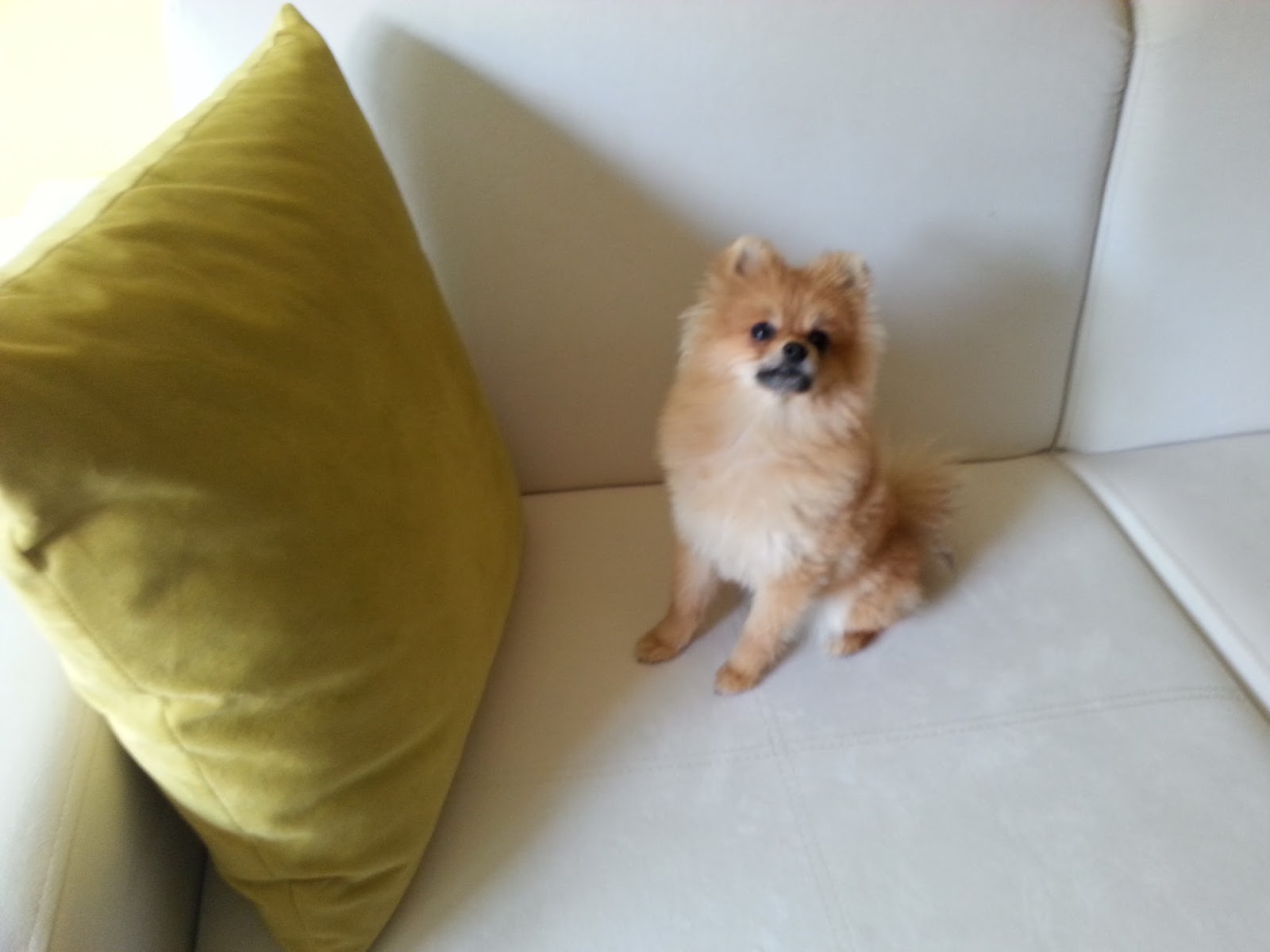 Scoobypetlife Scooby Dubi Doo Satilik Pomeranian Boo Erkek Yavru Bursa Da 0532 174 8757