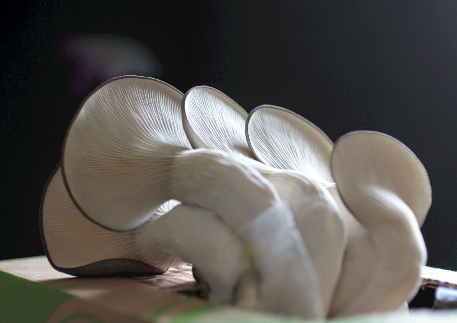GroCycle use waste coffee grounds to grow delicious gourmet oyster mushrooms and now with one of their kits you can enjoy fresh mushrooms in your own kitchen
