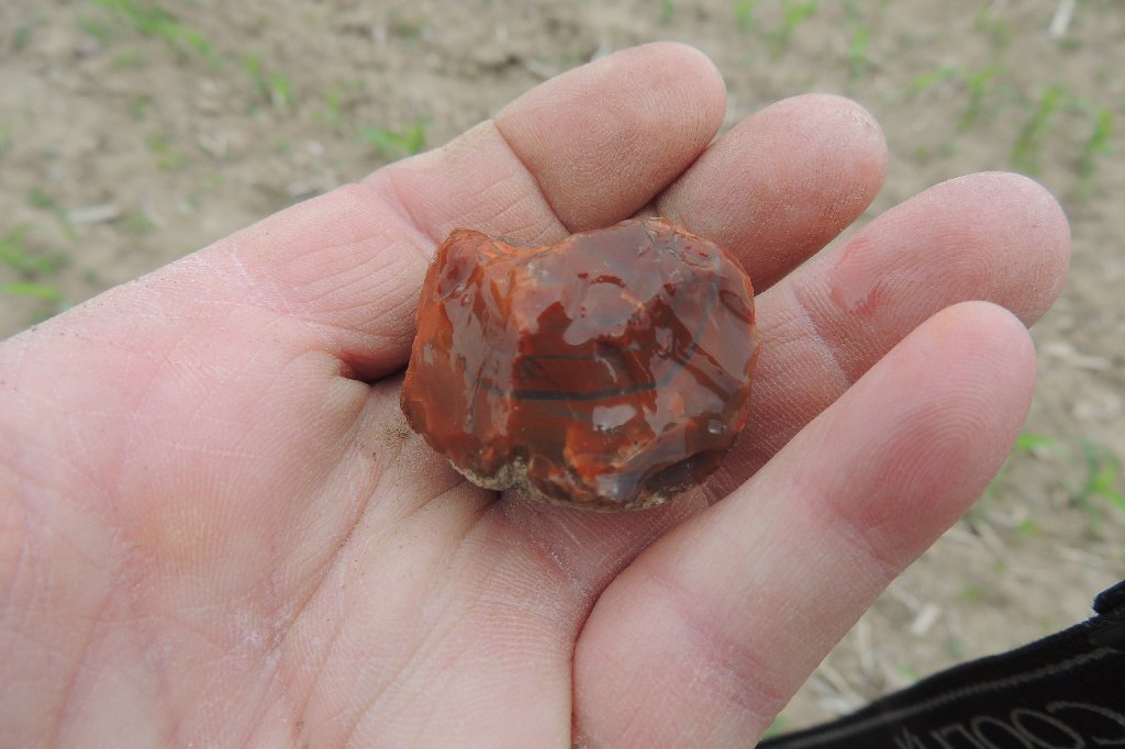 River Road Ramblings Killdeer and agate hunting on the back 40