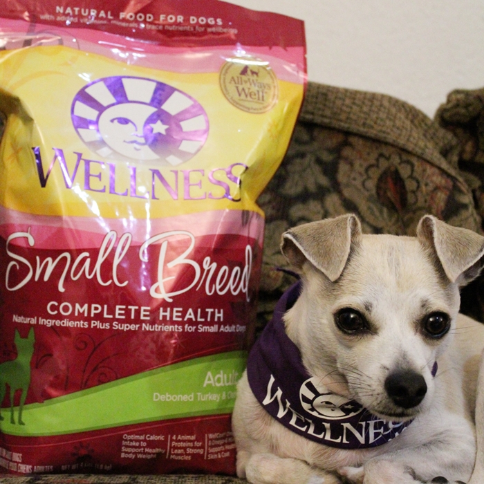 HAPPYHAZEL Finding 5 Signs of Wellness at PetSmart! WellnessPet Dog
