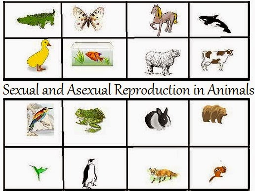 Sexual and Asexual Reproduction in Animals : NCERT / CBSE | TET Success Key