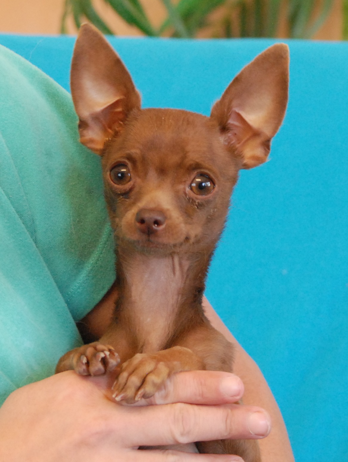 a chocolate Chihuahua puppy for adoption.