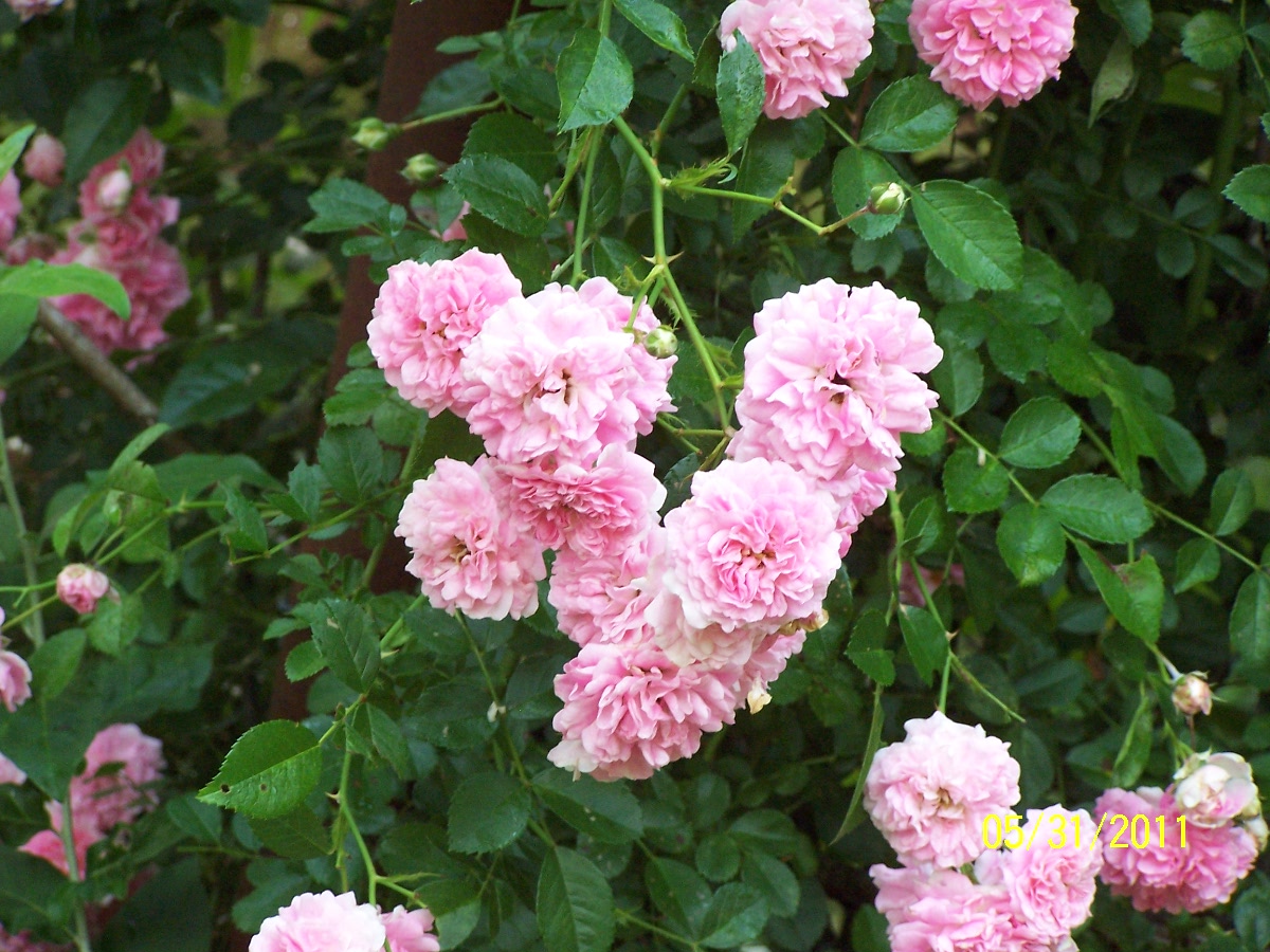 Jean the Plant Lady Little Blossoms, Big Rose Bush