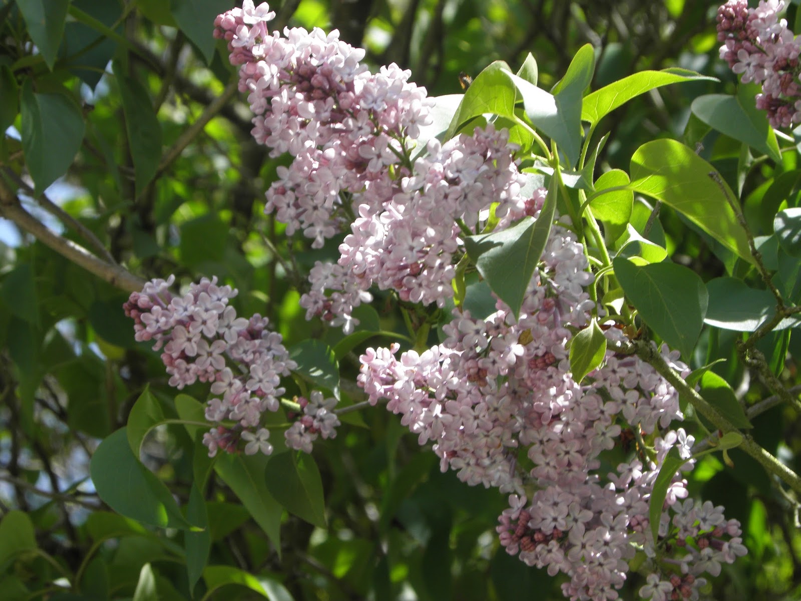 Roses Du Jardin Cheneland Syringa Vulgaris Mme Lemoine