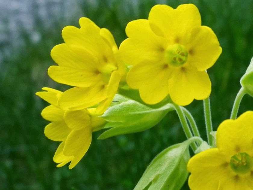 How to grow native wild primroses and polyanthus from seed Yellow flowers of wild polyanthus