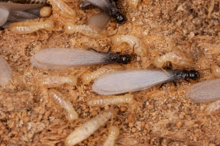swarmer termites