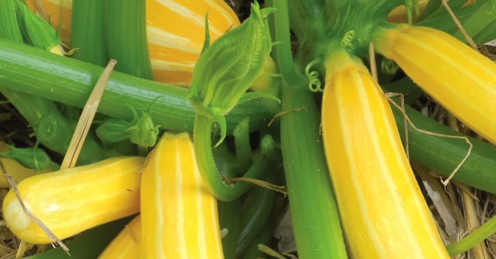 GROW GOLDEN COURGETTE SEED Courgette 'Goldmine' The Garden of Eaden