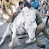 Shaktiman The Horse Leg Amputated BJP MLA Assaulted Horse