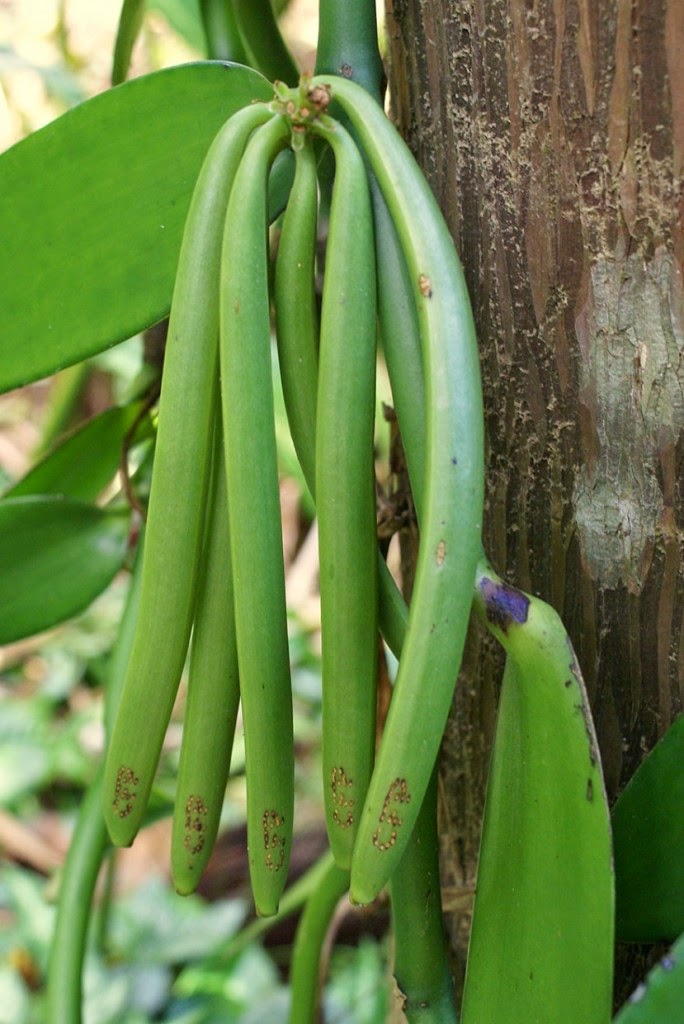Do You Know What Your Favorite Foods Look Like While Growing - Fragrant vanilla, the second most expensive spice after saffron, hangs off of vines as well.