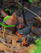 A Rare Salamander