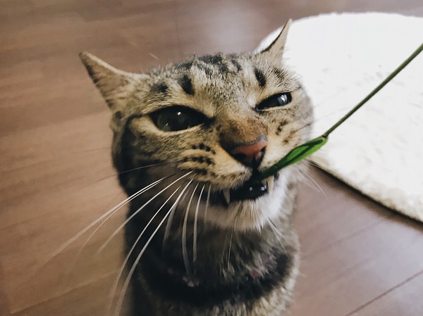 ムシャッ