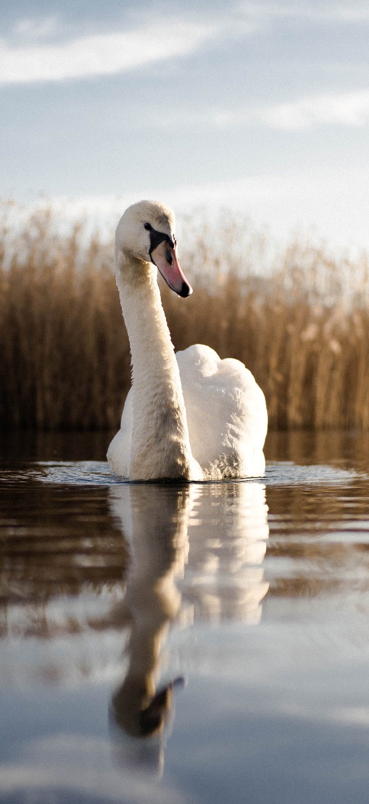 Picture of a swan at a lake.