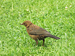 young thrush blackbird song its bird does looks breast different wings species buff above